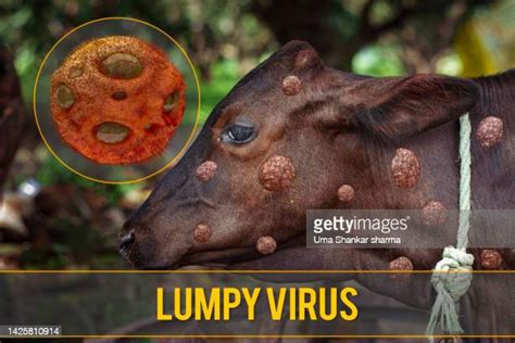 Lumpy Skin Disease Photos And Premium High Res Pictures Getty Images