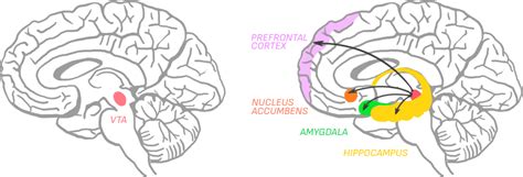 Amygdala And Anxiety What Really Happens Inside Your Brain Learn Real