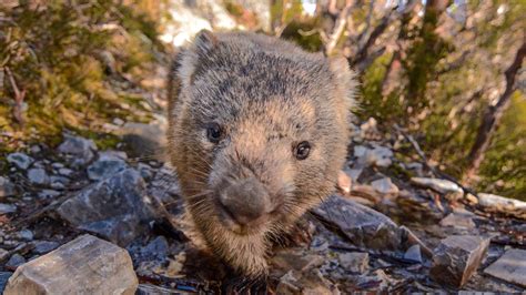 The name wombat comes from the eora aboriginal community who were the original inhabitants of the sydney area. Wombat Day: 10 Things You Didn't Know About Wombats ...