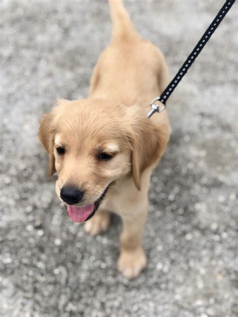 Hunting, tracking and detection (they have a great sense of smell which helps when working. Golden Retriever Puppies For Sale | Tampa, FL #306156