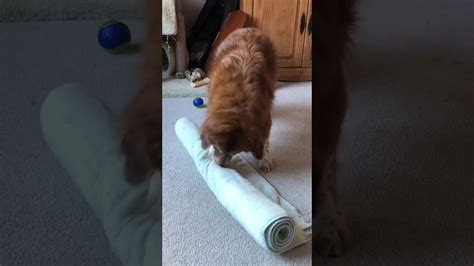 Rolled Up Towel Food Dispensing Toy For Dogs Youtube