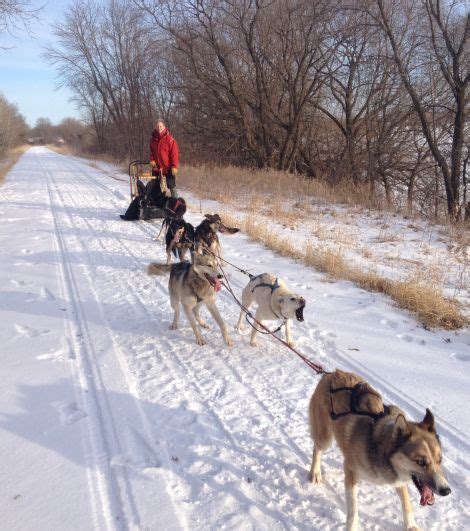 Tom Roos Dog Sledding Minnesota Winter Spring Afternoon Cold Weather