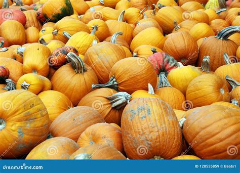 Diverse Assortment Of Pumpkins Outdoor Autumn Harvest Stock Image
