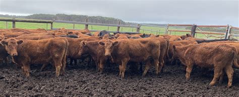 The Herd Online 200 South Devon Mixed Sex Calves For Sale