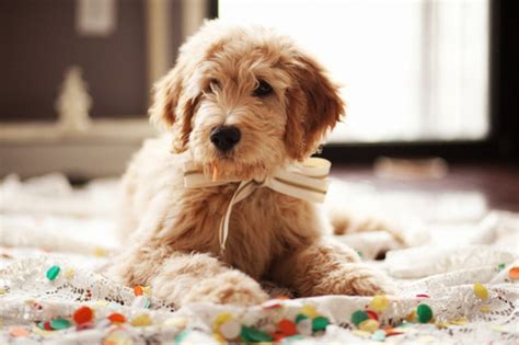 Teddy Bear Dog Breed Images Pet Blog Dogs Cats Fishes And Small