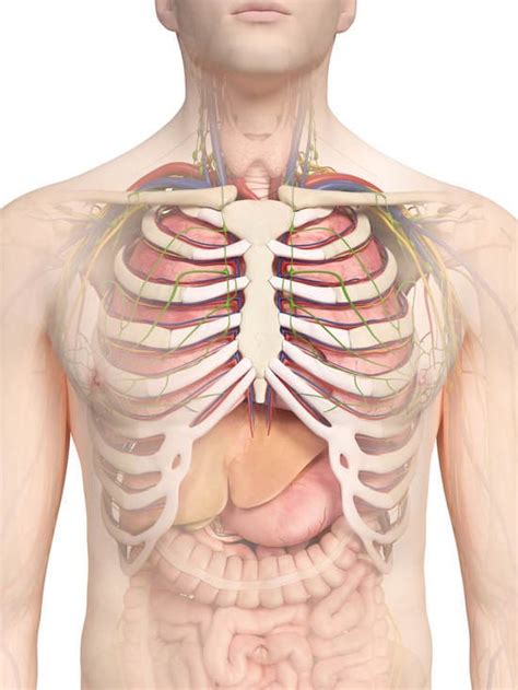 5 Órganos Vitales Del Cuerpo Humano
