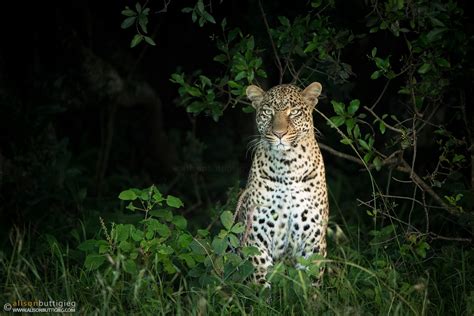 Back From Kenya Alison Buttigieg Wildlife Photography