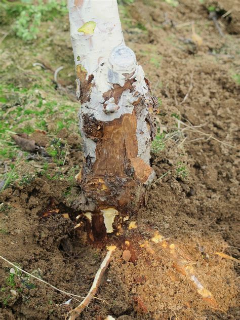 Most fruit trees require a yearly foliar spray of zinc. Phytophthora Crown, Collar and Root Rot of Apple and ...