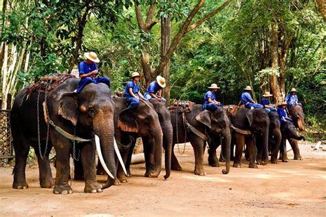 Save yourself the stress with this afternoon observation experience at the elephant jungle sanctuary in chiang mai. Chiang Mai & Chiang Rai, Thailand | Alterra.cc