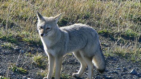 South American Gray Foxchilla Fox Canid Wiki Fandom