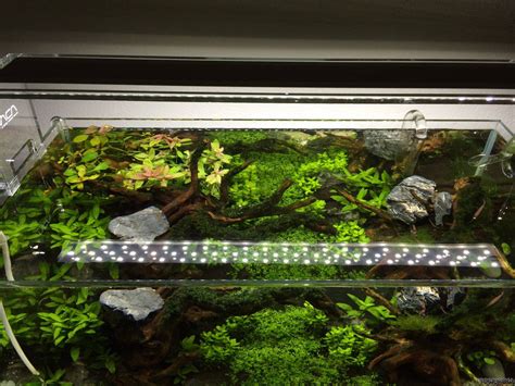 Kleiner Traum Flowgrow Aquascape Aquarium Database