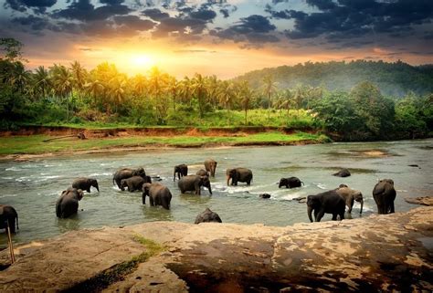 Tripadvisor has 1,393,880 reviews of sri lanka hotels, attractions, and restaurants making it your best sri lanka resource. Sri Lanka - wo Elefanten in stillen Seen baden
