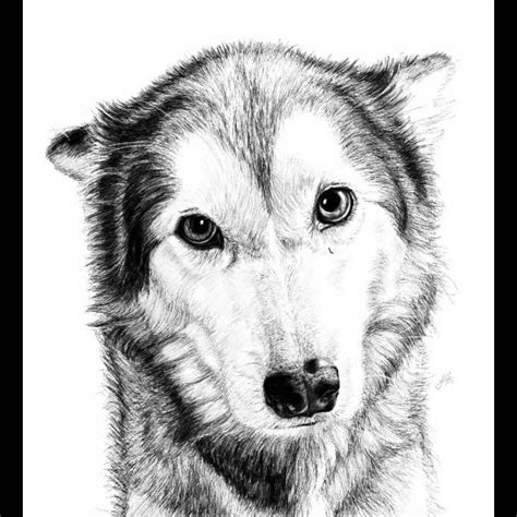 Draw Your Favourite Pet By Sophieart6 Fiverr