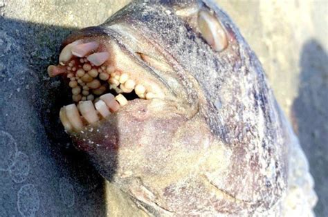 Human Teeth Fish Sheepshead Species Georgia Use Sheepshead Bay New York