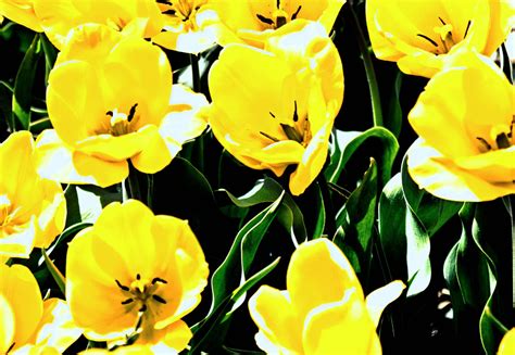 Banco De Imagens Plantar Flor Pétala Tulipa Primavera Botânica