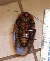 Biggest Cockroach Ever Images