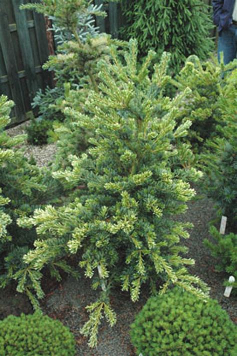 Pinus Parviflora Fukai Variegated Japanese White Pine Kigi Nursery