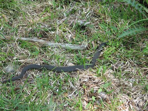 My husband saw one in our driveway and thought it was the neighbor kid's jump. water moccasin | Flickr - Photo Sharing!