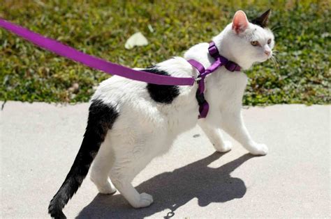 Walking Your Cat On Leash And Doing It Safely Learn How To Leash