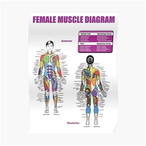 Female Muscle Diagram Anatomy Chart Poster For Sale By