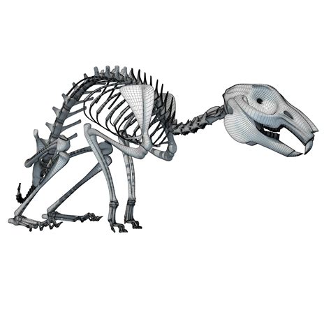 Rabbit Skeleton 3d Model 139 3dm 3ds C4d Lwo Max Ma Obj Xsi