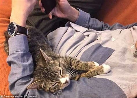 Cats Hilarious Reaction To Finding Out She Was Pregnant Daily Mail