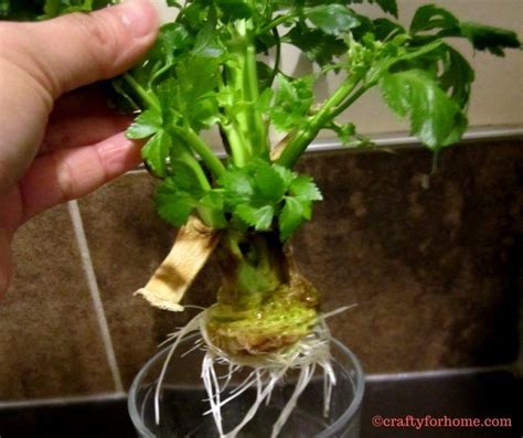 Planting Celery From Grocery Produce Crafty For Home Regrow
