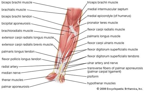 In these diagrams, the brachioradialis muscle is indicated. Straining Forward: Anatomy and Physiology: Mink and Human Muscle Similarities
