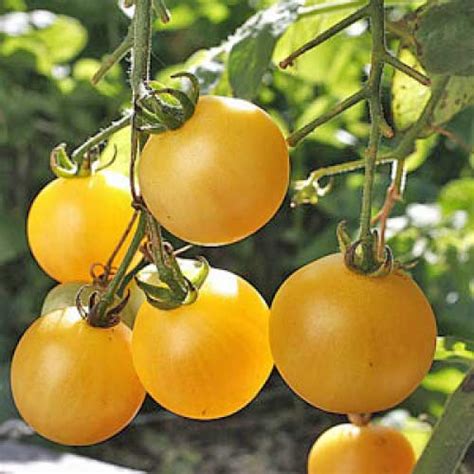 Cerise Jaune Tomaten Samen Bestellen Chili Shop24de