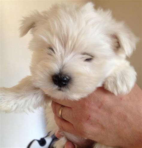 They will love everyone, including kids and does well with our other dogs good with. westie puppies for sale | Stoke On Trent, Staffordshire ...