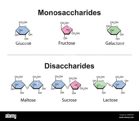 Monosaccharides And Disaccharides Scientific Design Vector