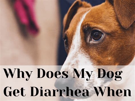 When Should I Worry About My Dogs Diarrhea