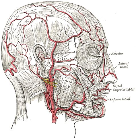 The internal carotid artery is located in the inner side of the neck in contrast to the external carotid artery. Superficial temporal artery - wikidoc