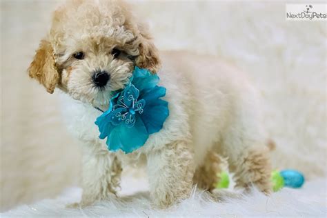 Sage's babies are two weeks old today! Bowser: Cavapoo puppy for sale near Central Michigan, Michigan. | 774e3aa1-9f21