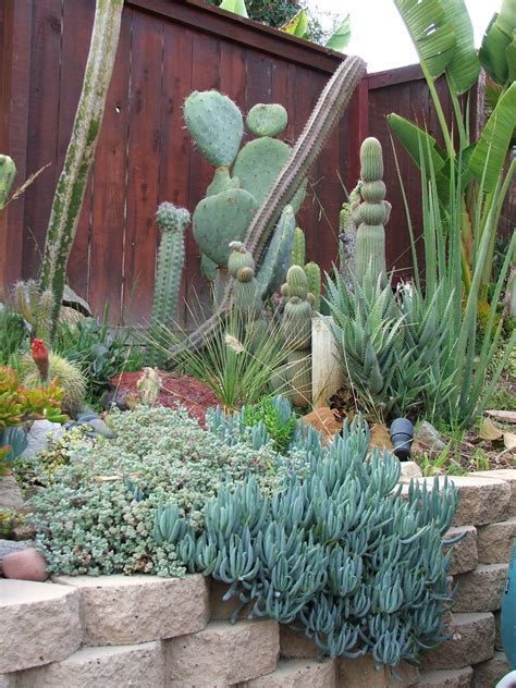 Cactus And Succulent Bed Succulent Landscaping Flower Garden Design Garden Design