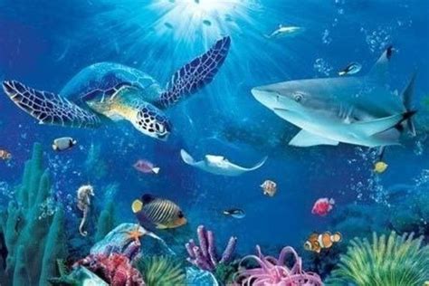 Can You Name All These Sea Animals Ocean Animals Pictures Under The