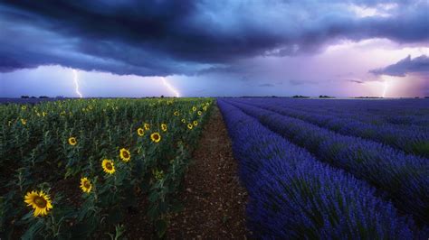 Sun Flowers Storm Bing Wallpaper Download