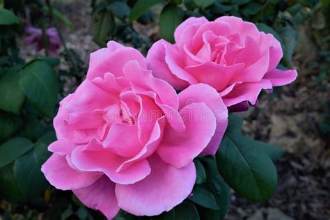 Two Beautiful Pink Roses In Bloom In A Close Up Stock Image Image Of