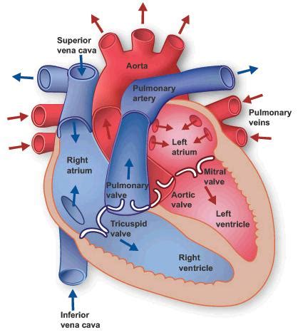 The cardiovascular system consists of the heart, blood vessels, and the approximately 5 liters of blood that the blood vessels transport. Dr Will McCarthy's Science Site: Human Heart Anatomy