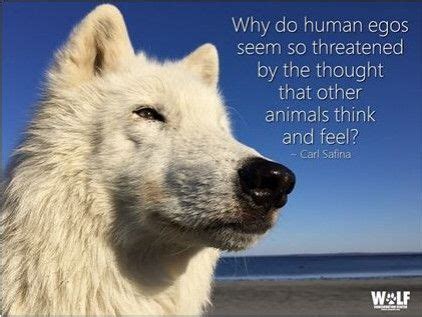 Последние твиты от animal quotes & compassion (@ahimsaislove). Pin by julie jordan on Animal Compassion Quotes | Animals, What dogs, Polar bear