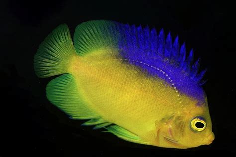 Most Unique And Rare Saltwater Aquarium Fish