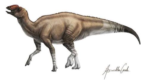 Paleontologists Identify A New Duck Billed Dinosaur Species From The