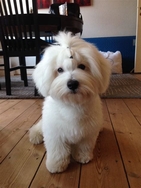 The coton de tuléar is a breed of small dog named for the city of tuléar (also known as toliara) in madagascar. Pin on Coton de Tulear