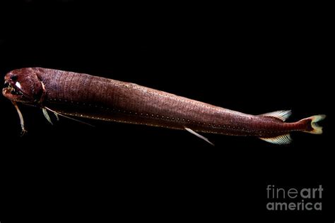 Threadfin Dragonfish Photograph By Danté Fenolio