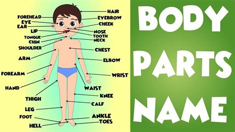 Body Parts Name In Tamil And English English Vocabulary Internal Organs Of The Human Body