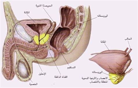 حدوث التهاب في المسالك البولية مما يعمل على الإصابة بالتهيج أو التورم، فضلاً عن الإصابة. مرض البروستاتا - صباح كيوت