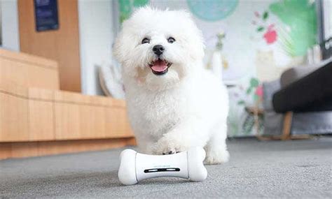 Wickedbone Smart Interactive Dog Toy Gadgetsin