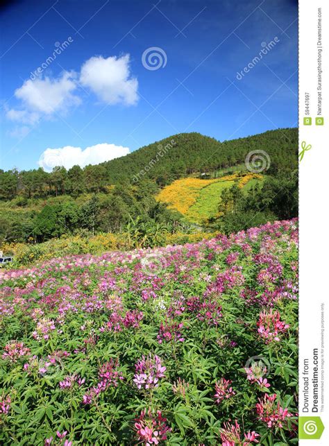 Purple Wild Flower Field Near Mountain In Chiang Mai Thailand Stock