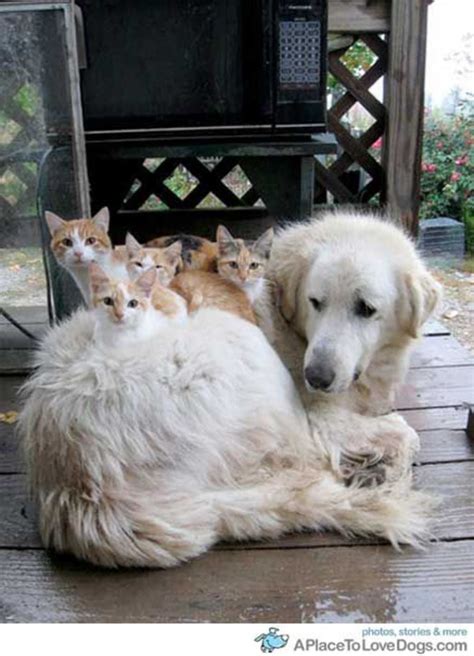 Animal Odd Couples Hubpages High Five Golden Retriever Kitten Husky