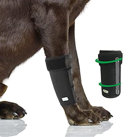 Best Front Leg Braces For Dogs How To Keep Your Pup Moving